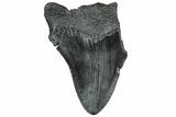 Partial, Fossil Megalodon Tooth - South Carolina #309533-1